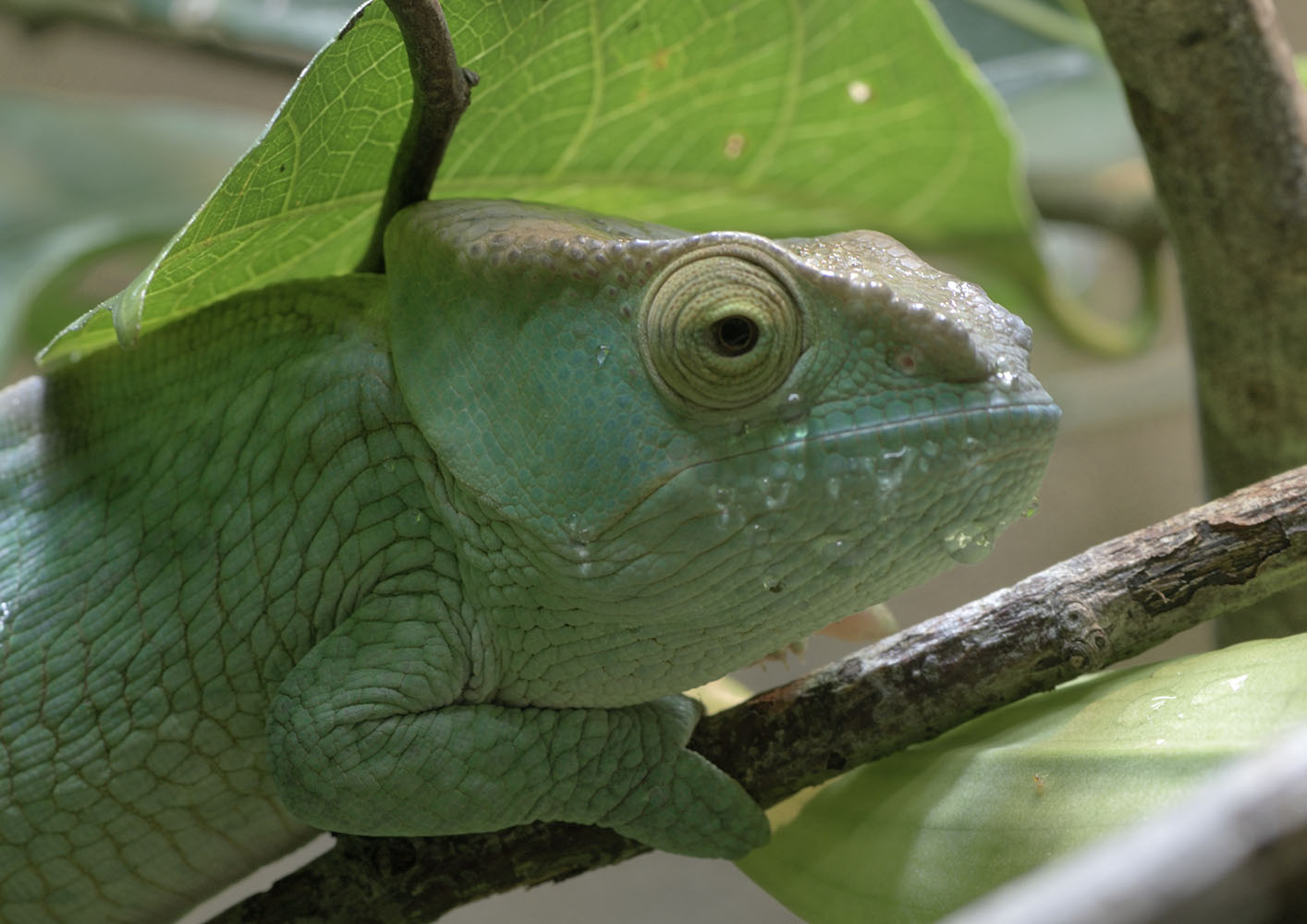 Juvenile Parson's chameleon