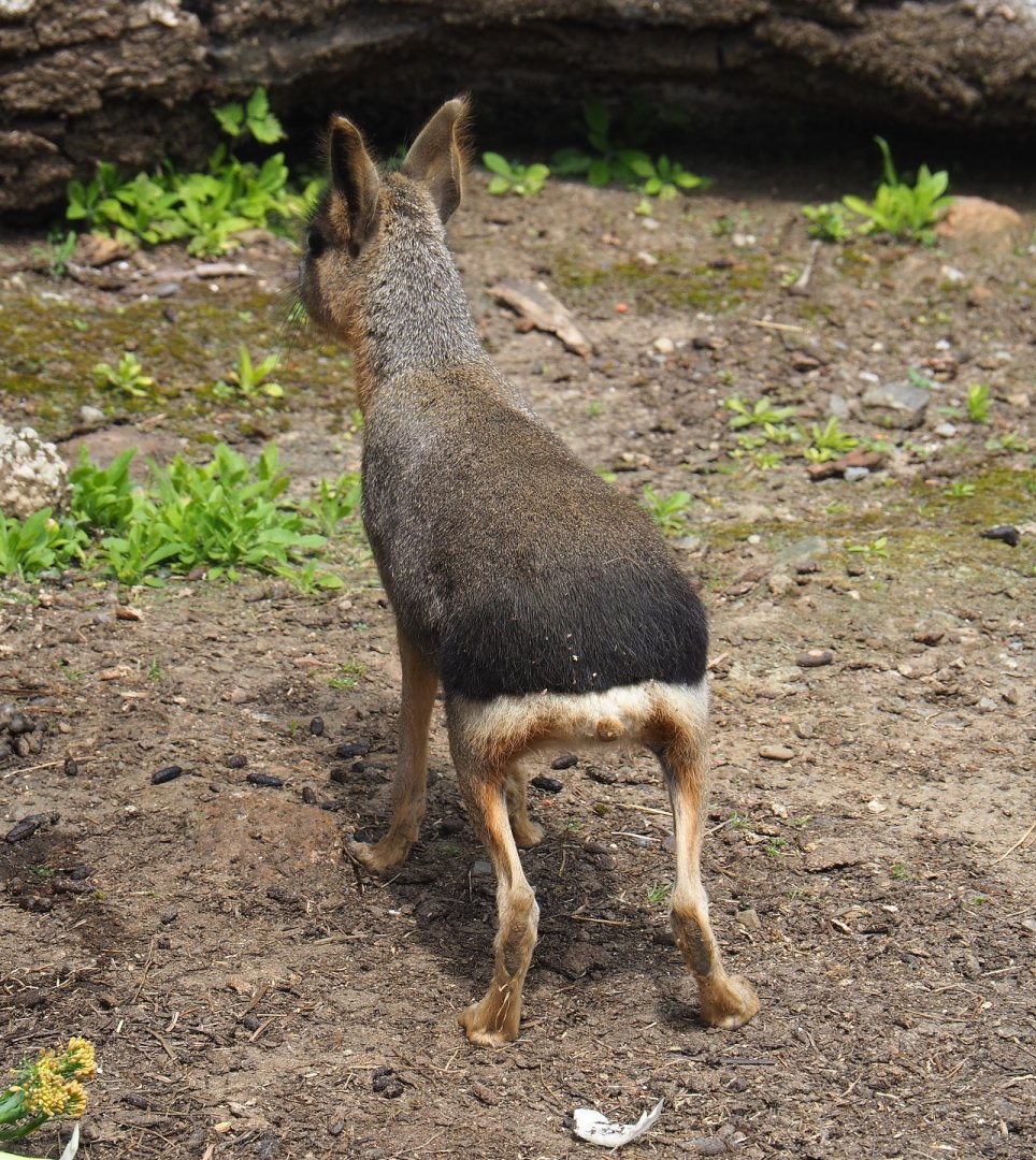 Juvenile Patagonian mara (Dolichotis patagonum), 2021-06-15