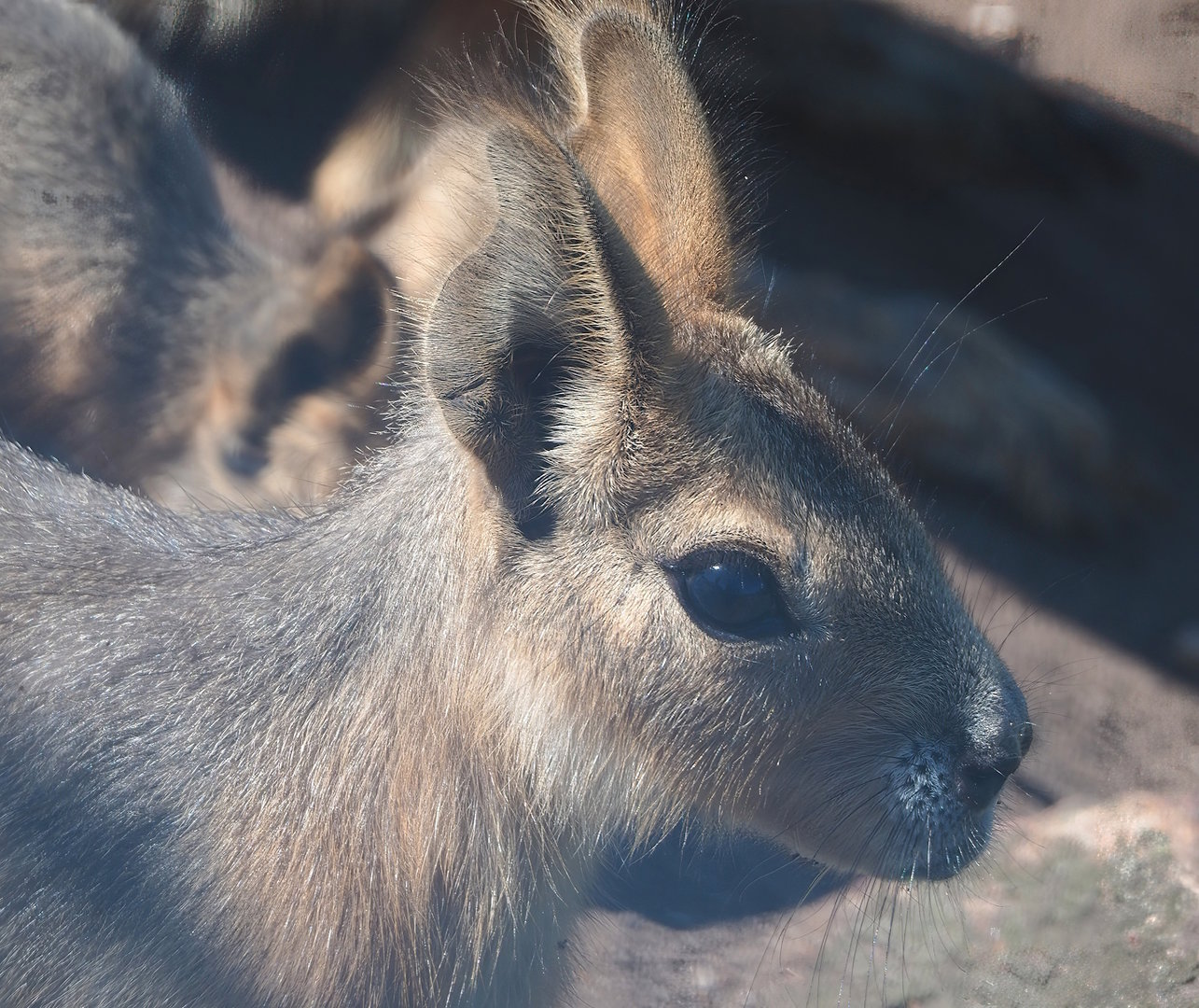 Juvenile Patagonian mara (Dolichotis patagonum), 2023-05-31