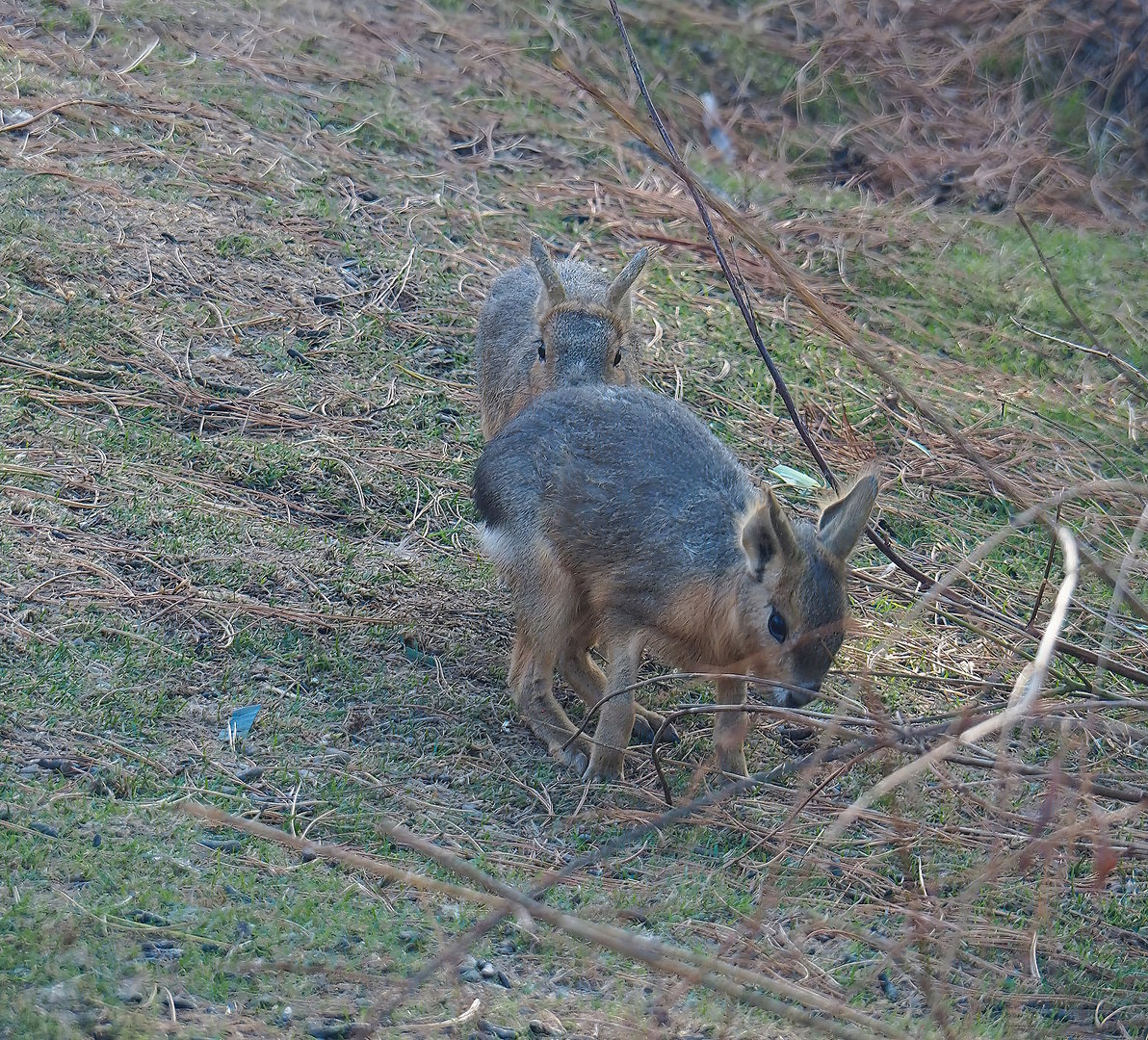 Juvenile Patagonian maras (Dolichotis patagonum), 2022-08-28