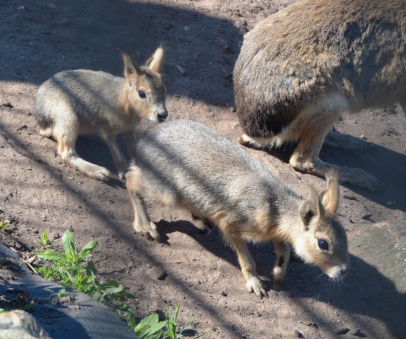 Juvenile Patagonian maras (Dolichotis patagonum), 2023-05-31