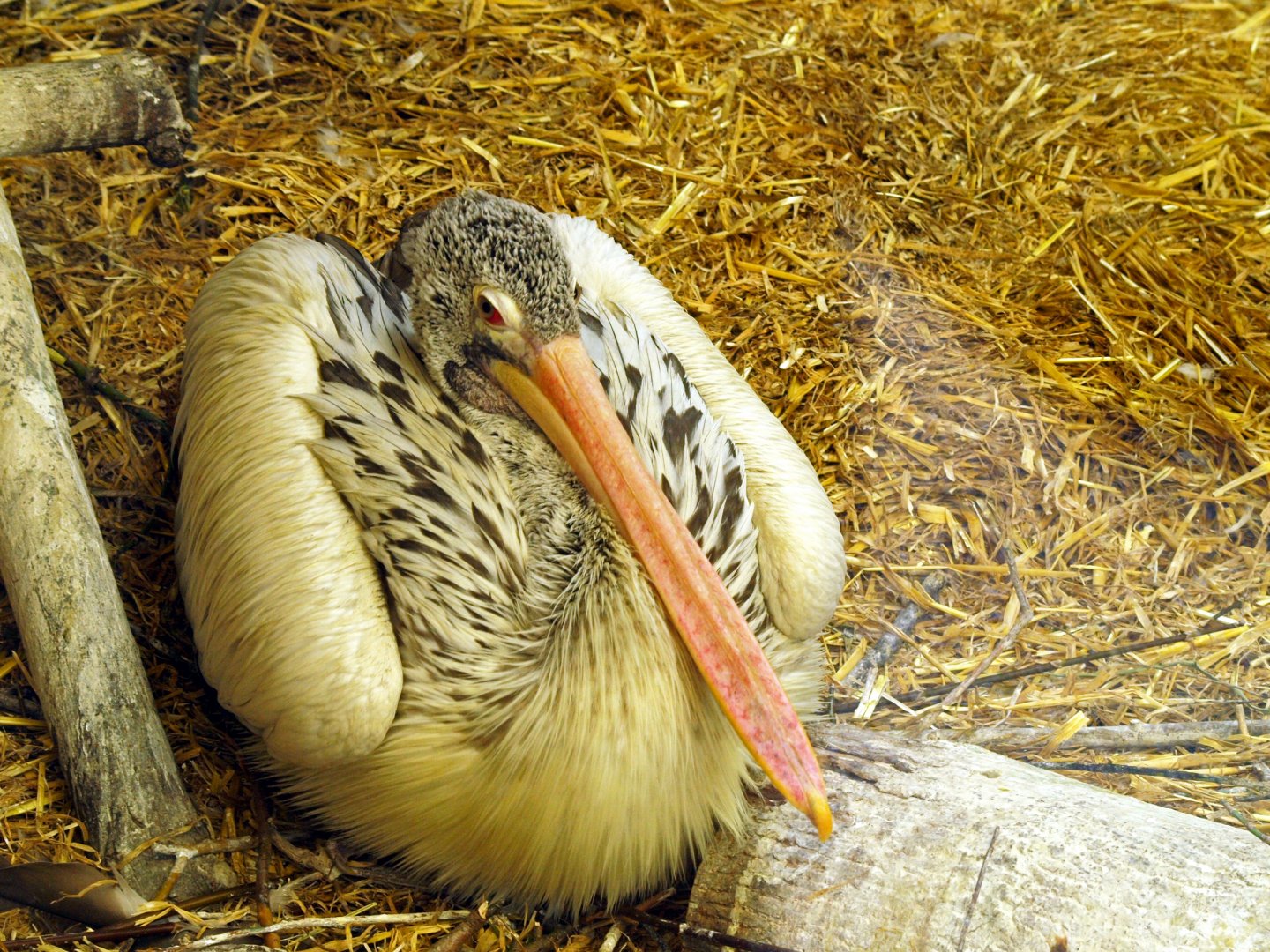 Juvenile pelican? @Berlin Tierpark