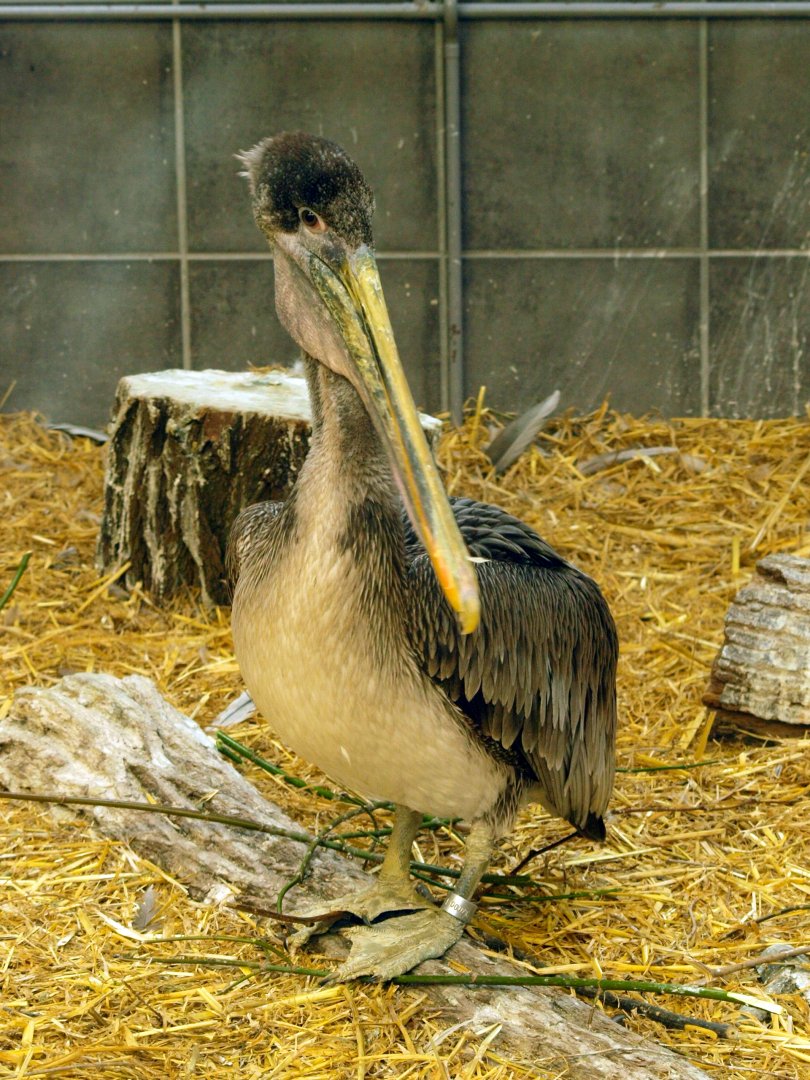 Juvenile pelican