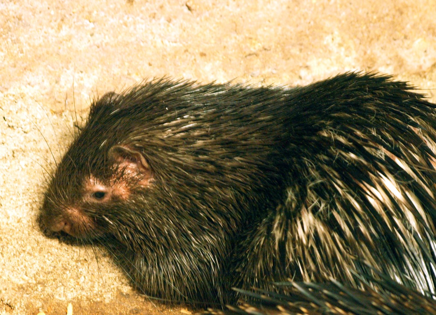 Juvenile Phillipine porcupine