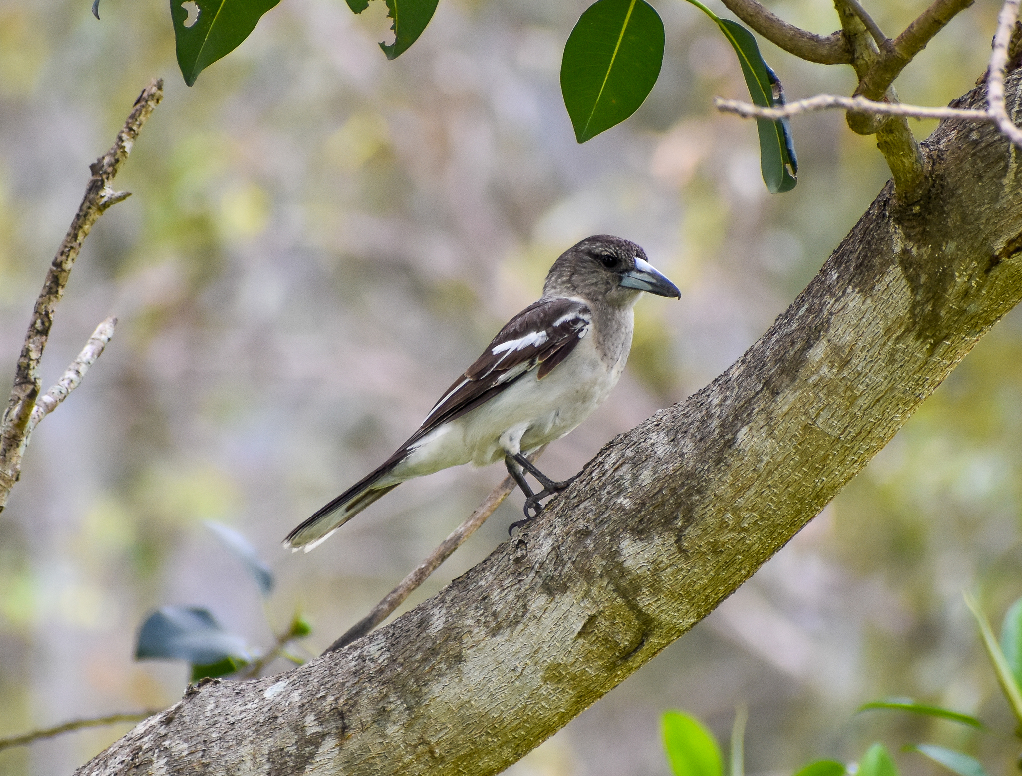 Juvenile Pied Butcherbird
