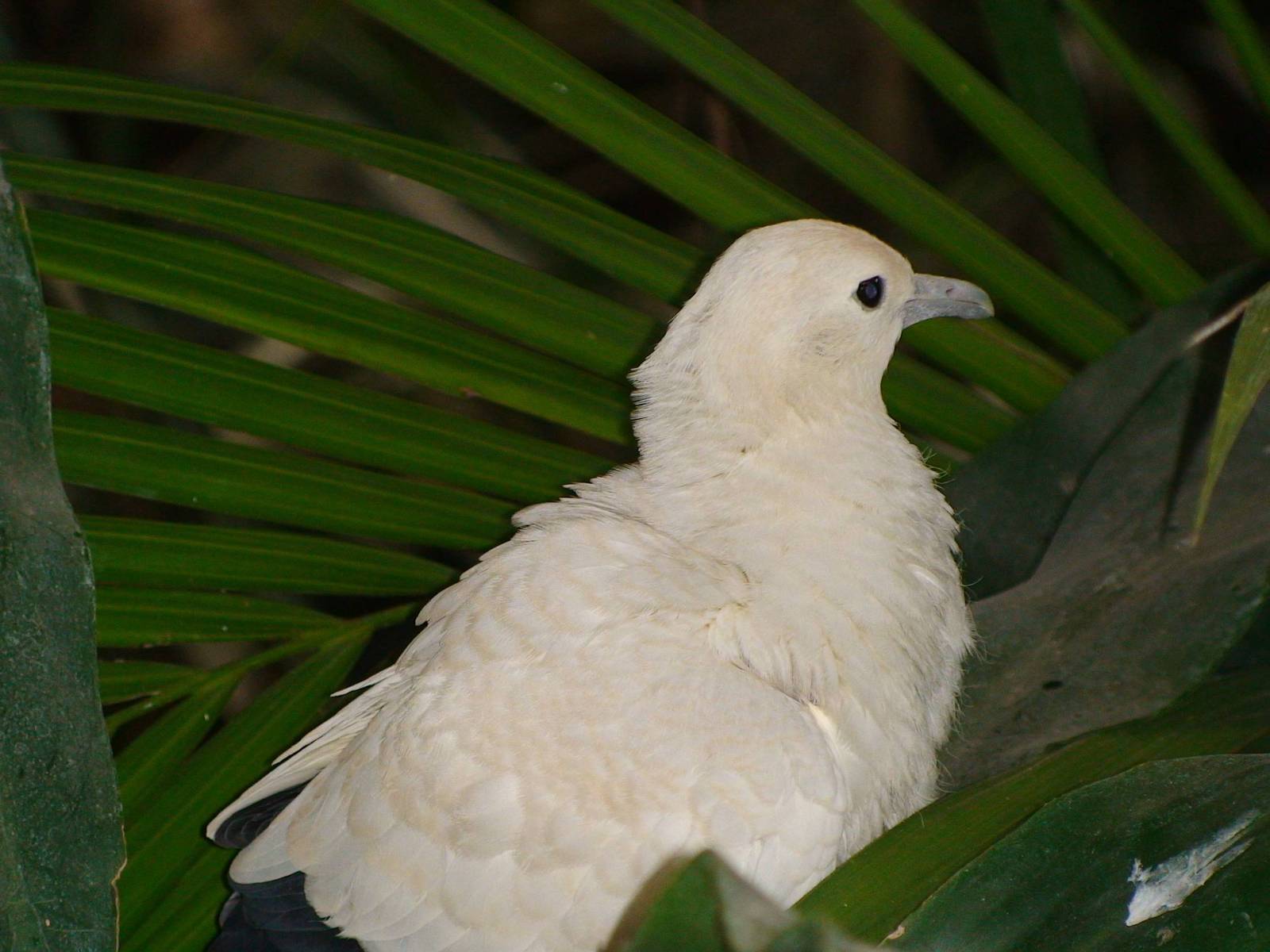 Juvenile pied imperial pigeon