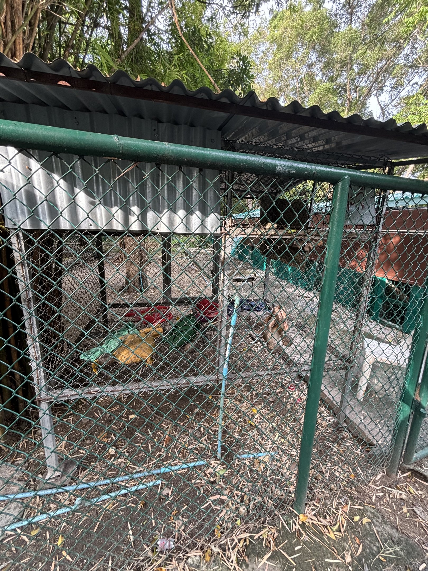 Juvenile Pig-tailed Macaque Cage - Lopburi Zoo