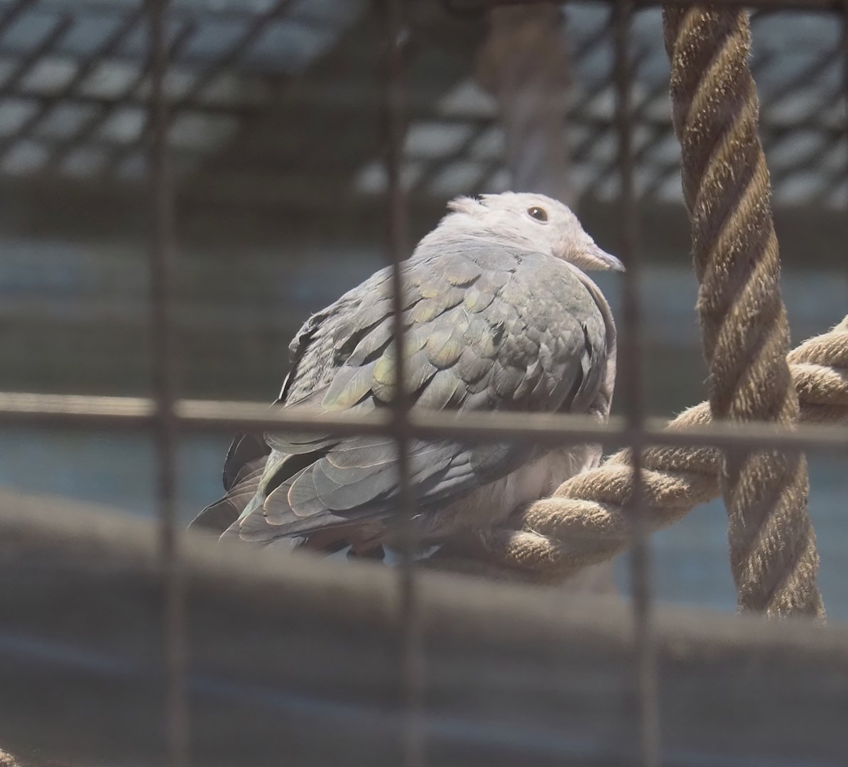 Juvenile Pink-headed imperial pigeon (Ducula rosacea), 2024-06-08