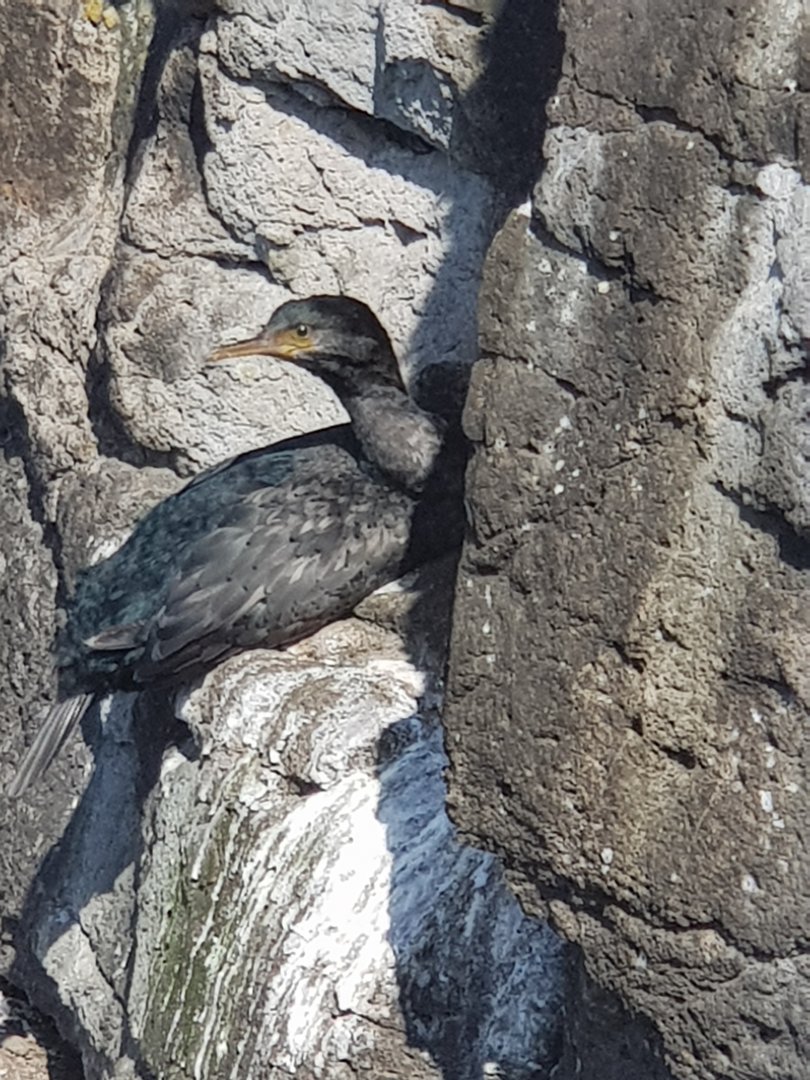 Juvenile Pitt Island Shag (Phalacrocorax featherstoni) 2020