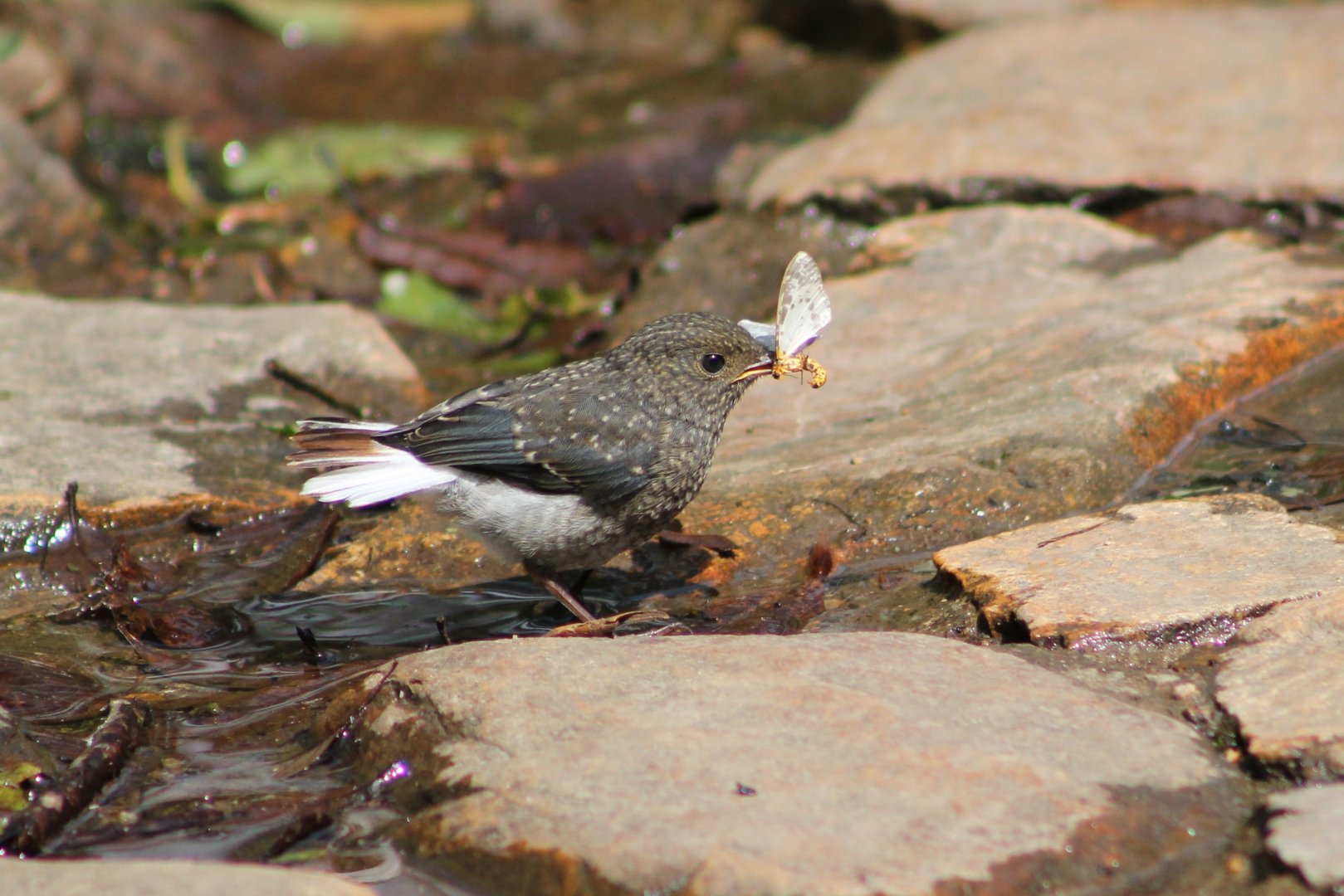 juvenile Plumbeous Water Redstart (Rhyacornis fuliginosa)