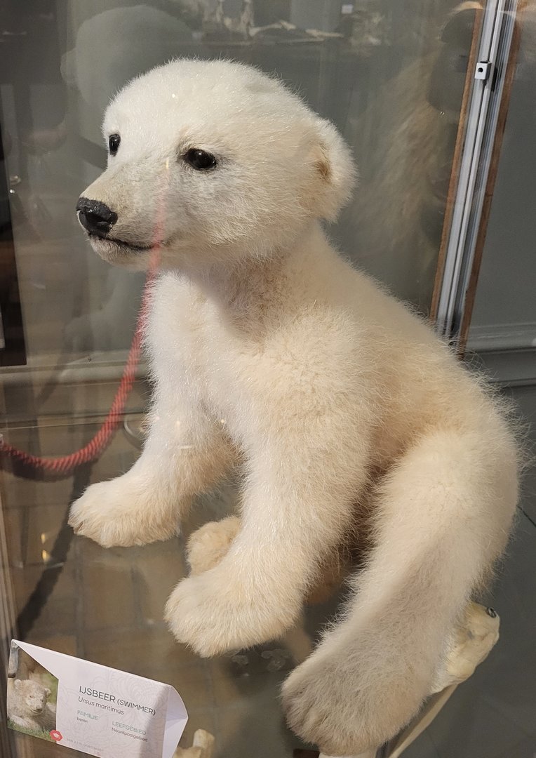 Juvenile Polar bear specimen