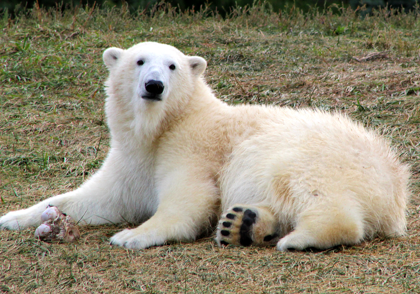 Juvenile Polar Bear