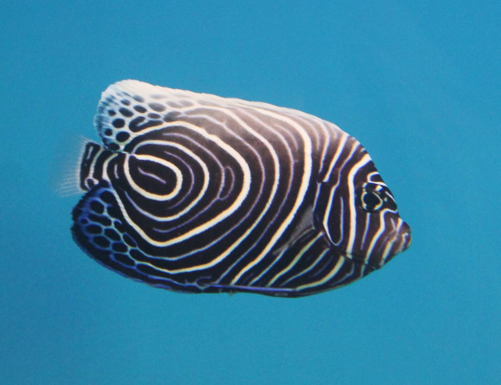 Juvenile Pomacanthus imperator