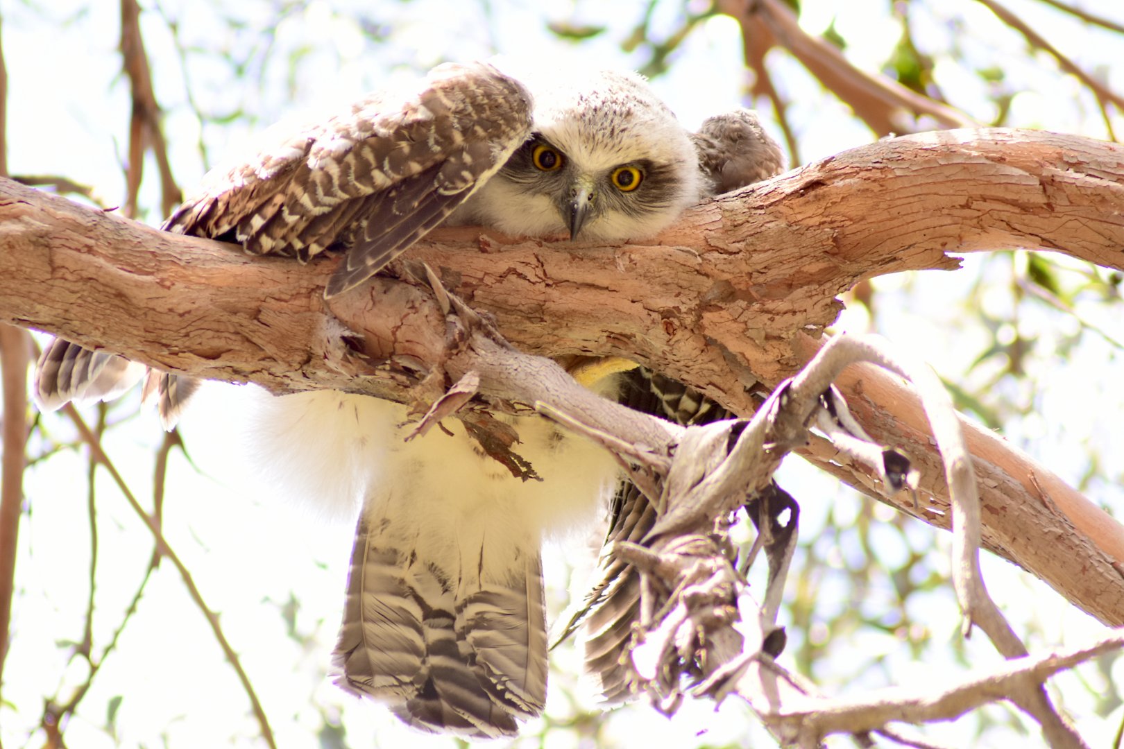 Juvenile Powerful Owl (Ninox strenua)