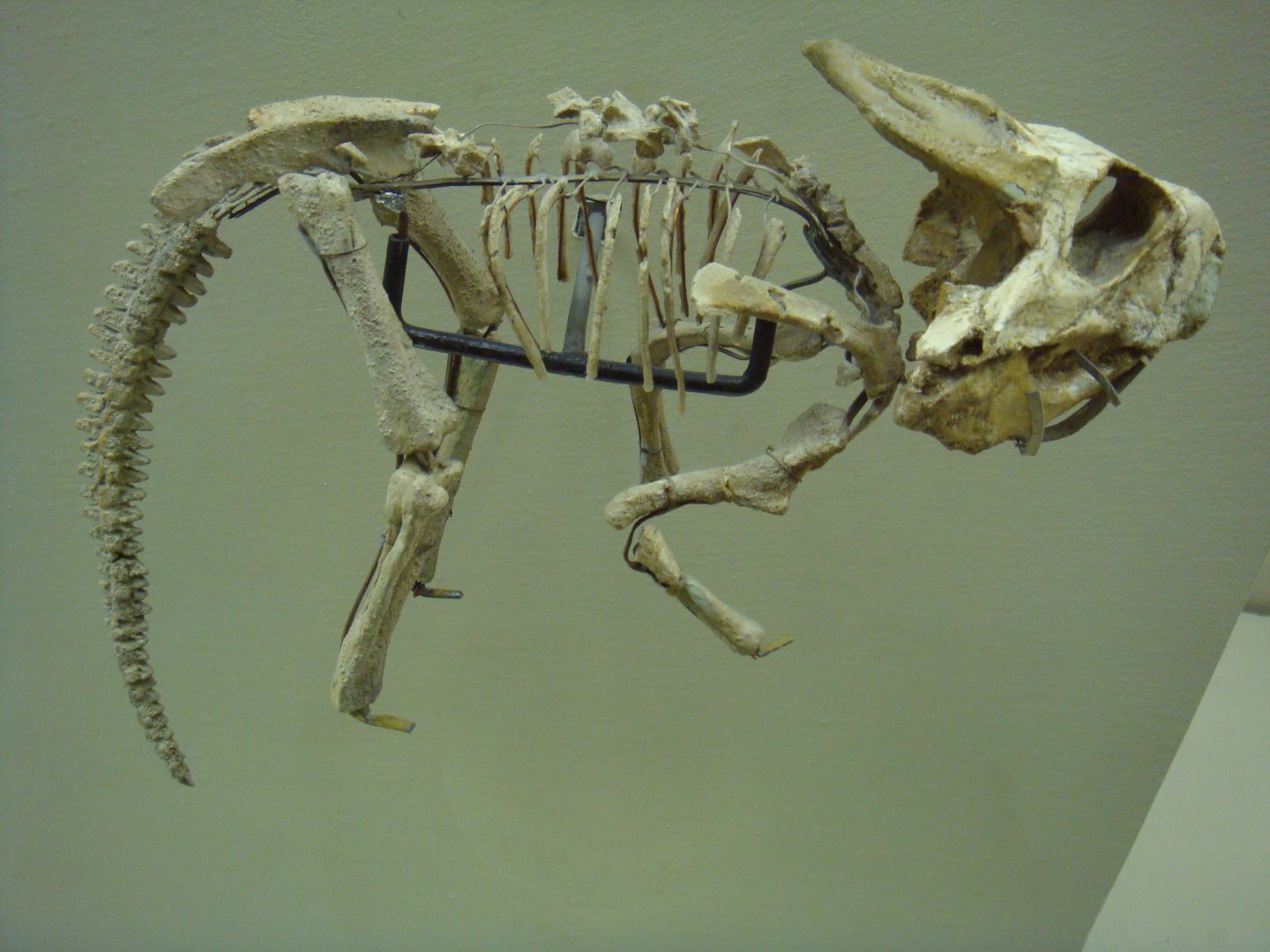 Juvenile Protoceratops skeleton