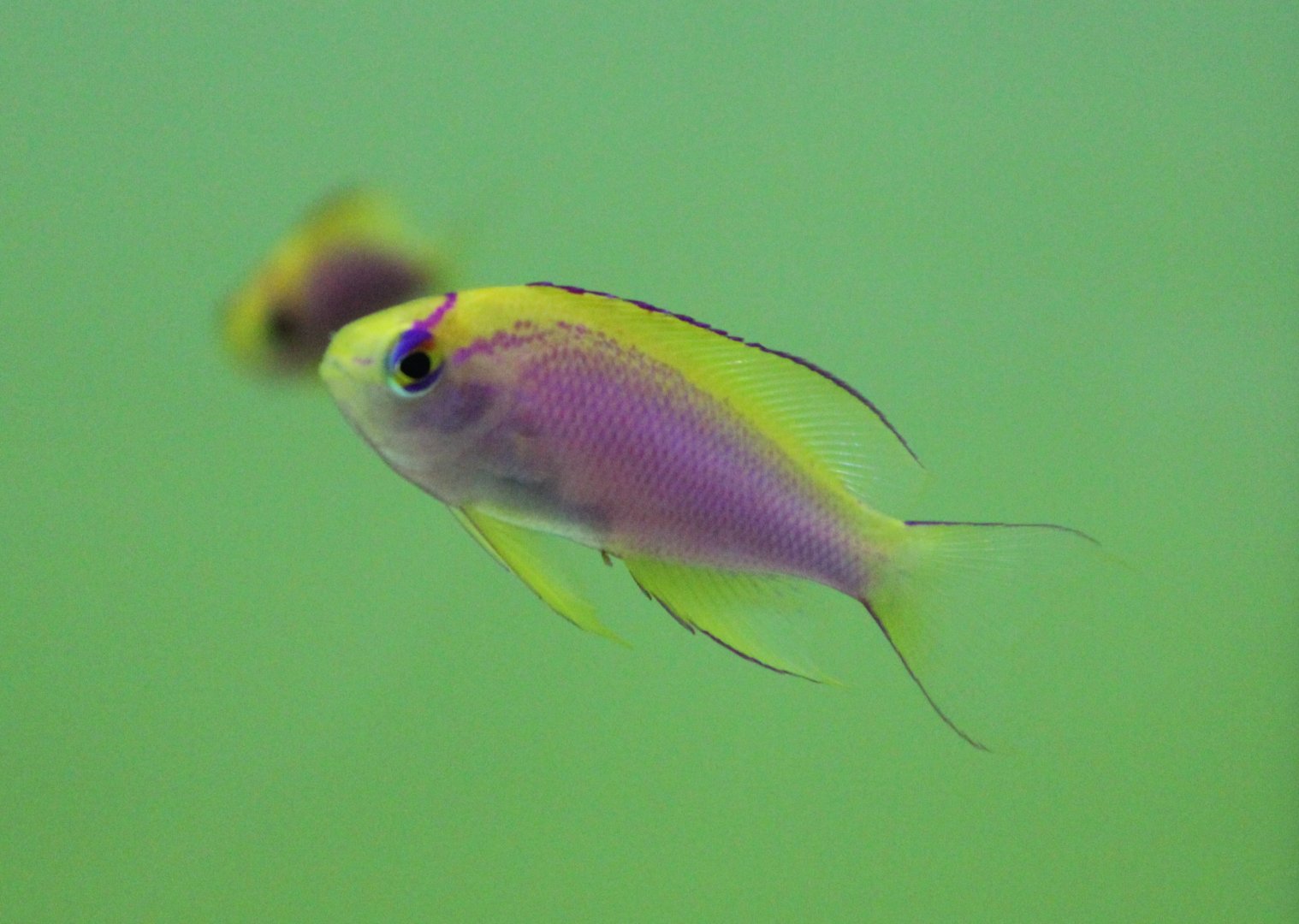 Juvenile Pseudanthias ventralis