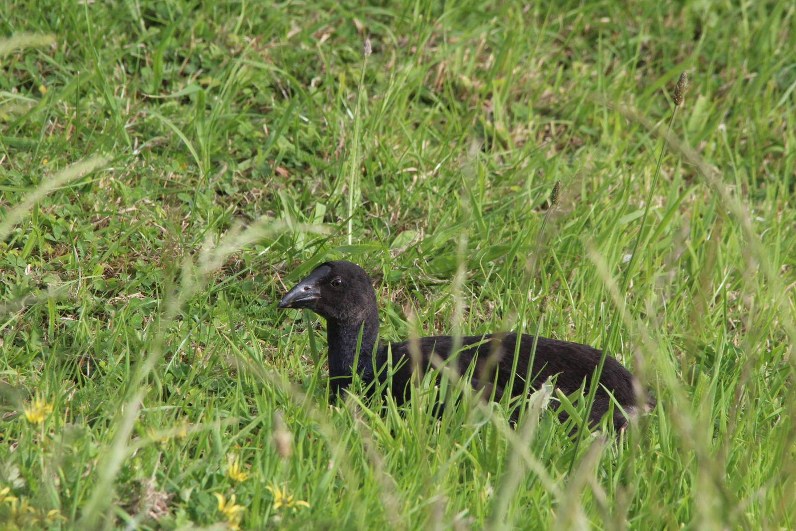 Juvenile Pukeko (Australasian Purple Swamphen)