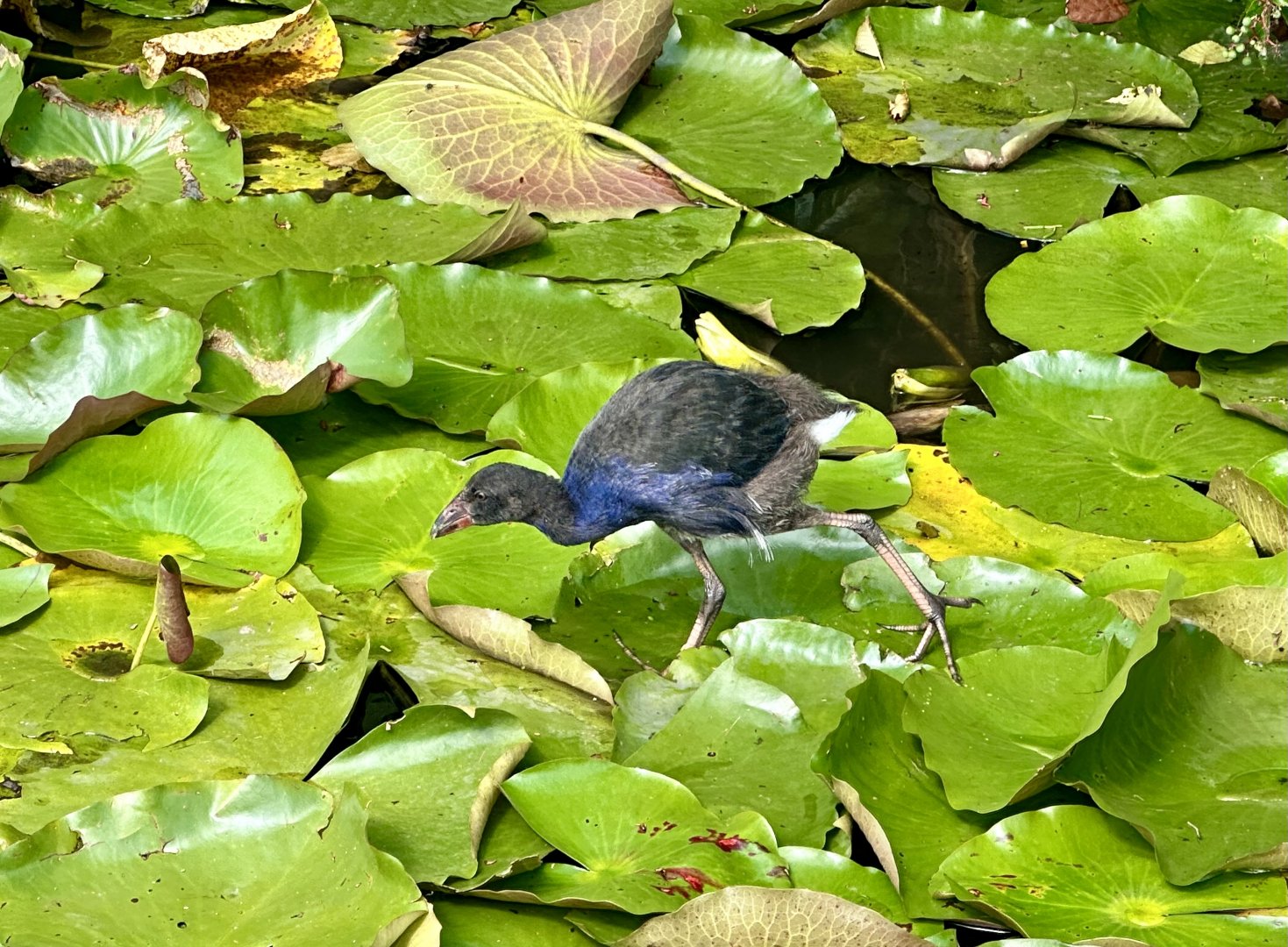 Juvenile Pūkeko (Porphyrio melanotus)