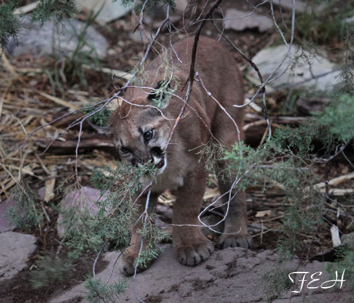 juvenile puma chewing branch
