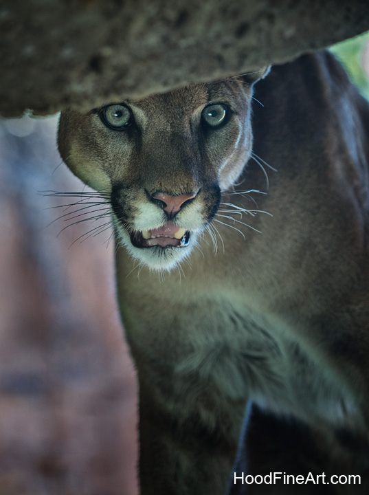 juvenile puma (male)