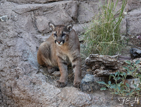 juvenile puma