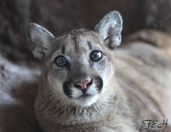 juvenile puma