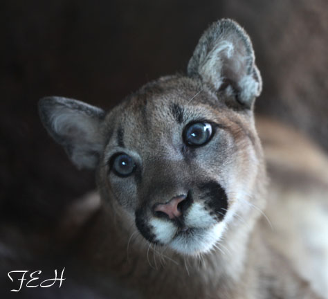juvenile puma