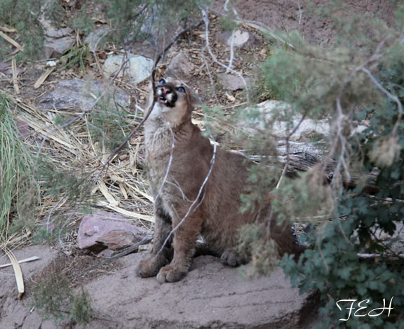 juvenile puma