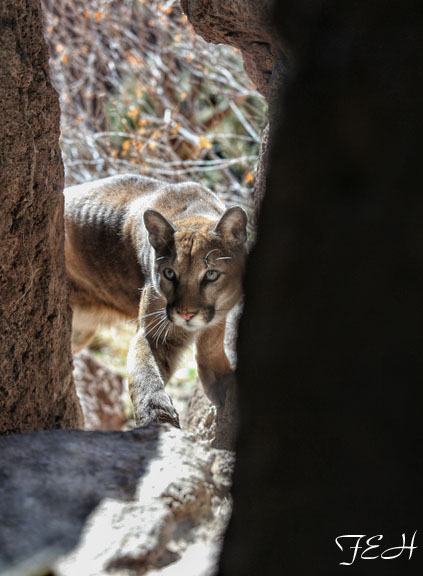 juvenile puma