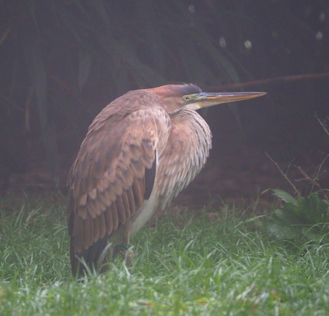 Juvenile purple heron (Ardea purpurea), 2021-10-10