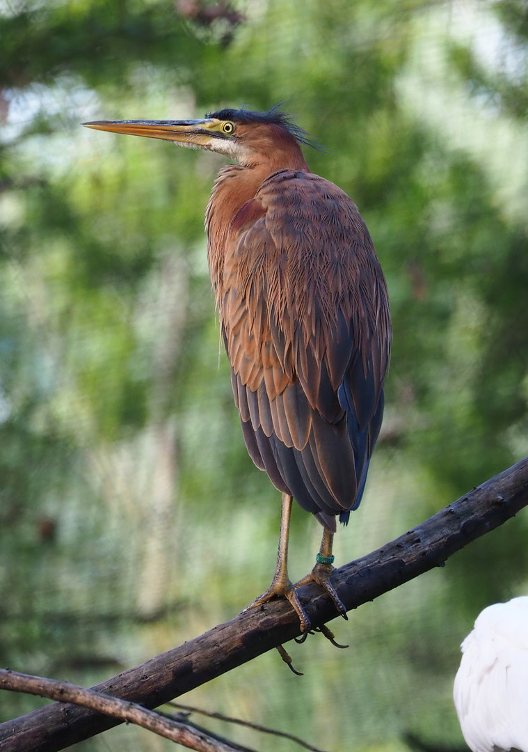 Juvenile Purple heron (Ardea purpurea), 2022-07-03