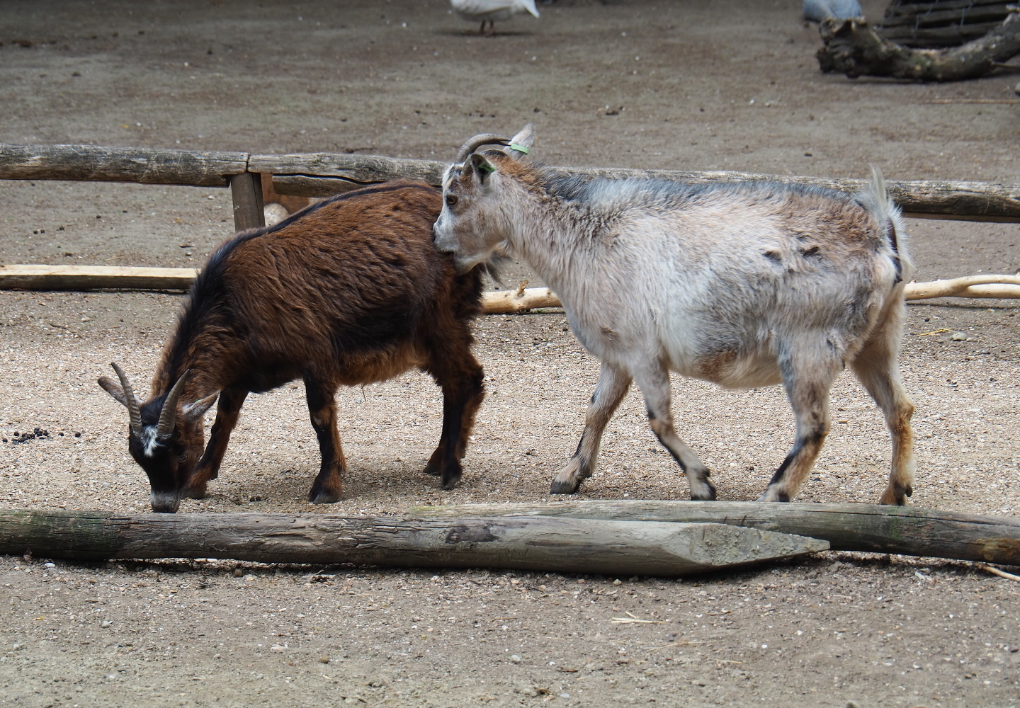 Juvenile pygmy goats (Capra aegagrus hircus), 2019-05-25