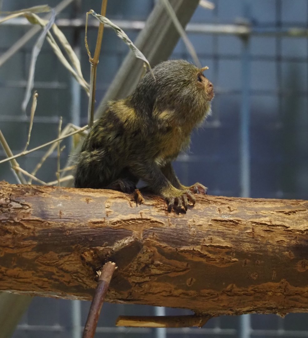 Juvenile Pygmy marmoset (Cebuella pygmaea), 2025-05-14