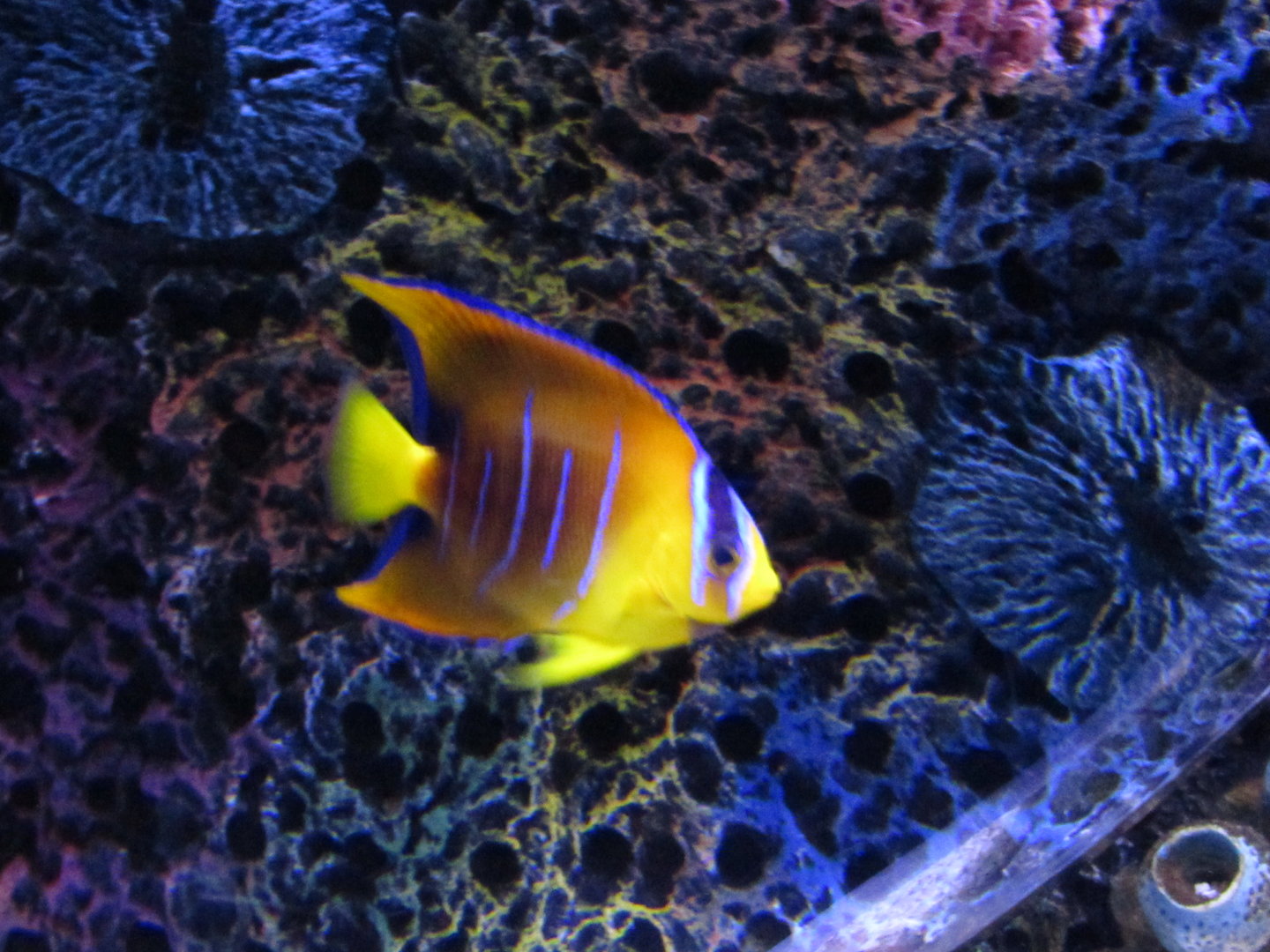 Juvenile Queen Angelfish