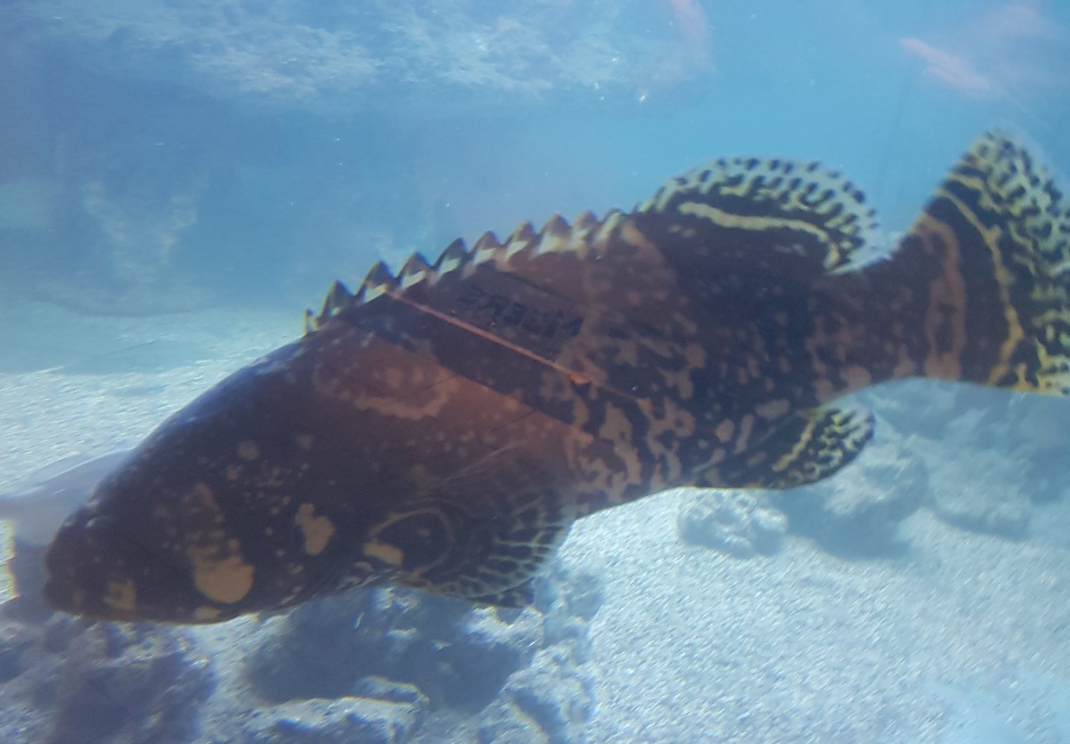 Juvenile Queensland grouper - Epinephelus lanceolatus