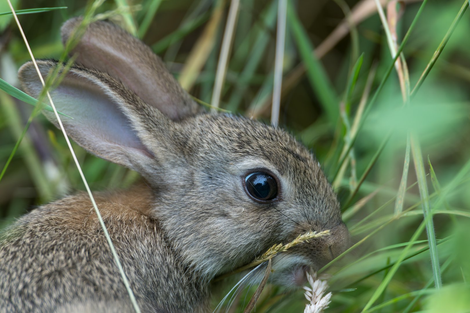 Juvenile Rabbit (wild) UK
