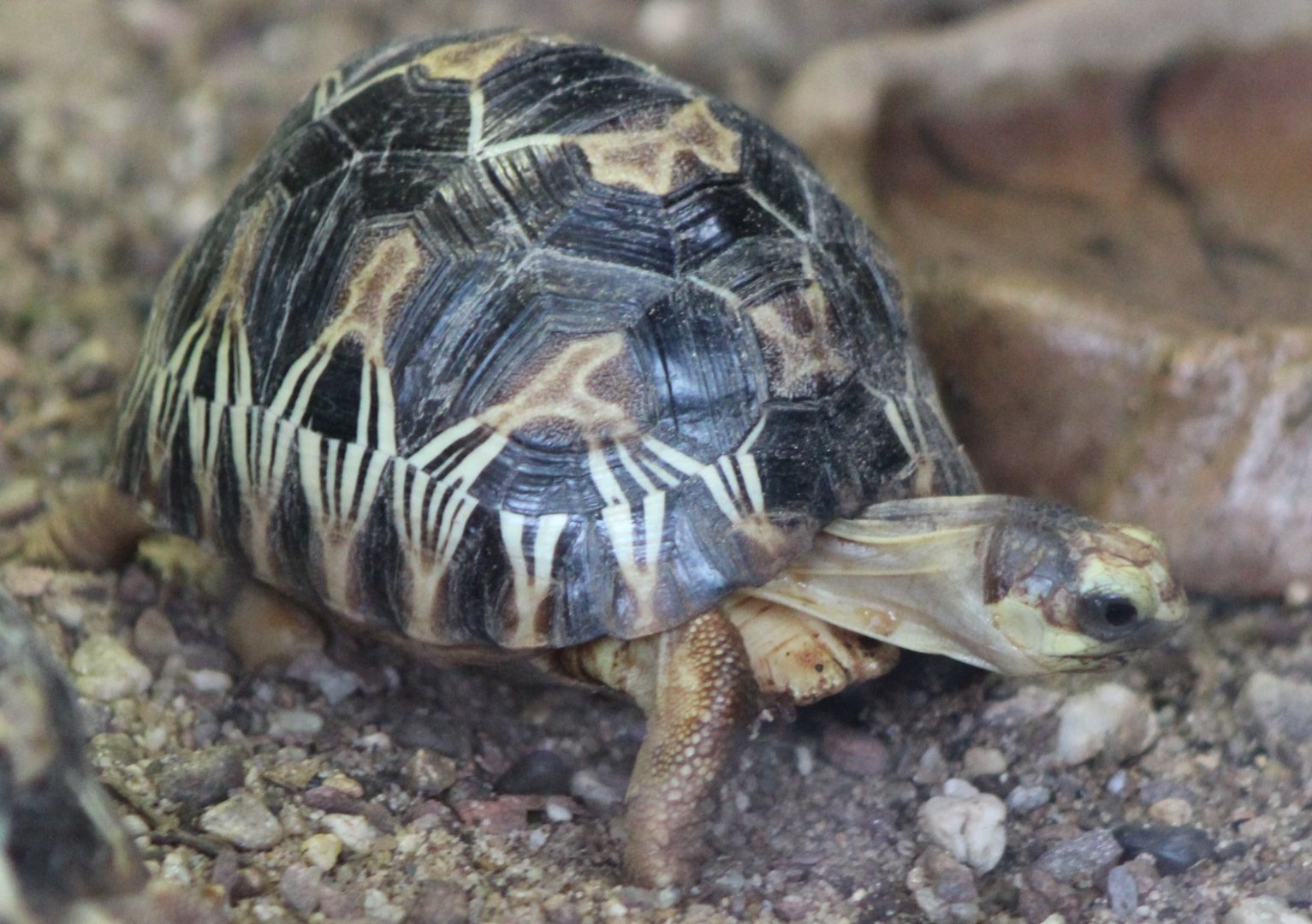Juvenile Radiated tortoise
