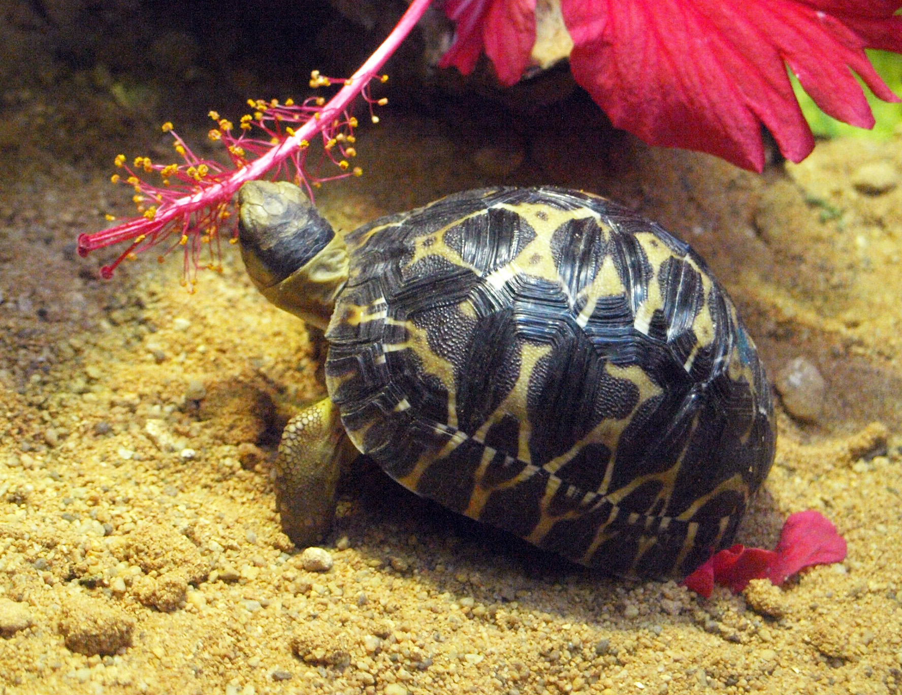 Juvenile Radiated tortoise