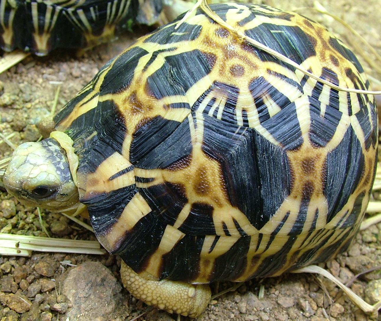Juvenile Radiated Tortoise