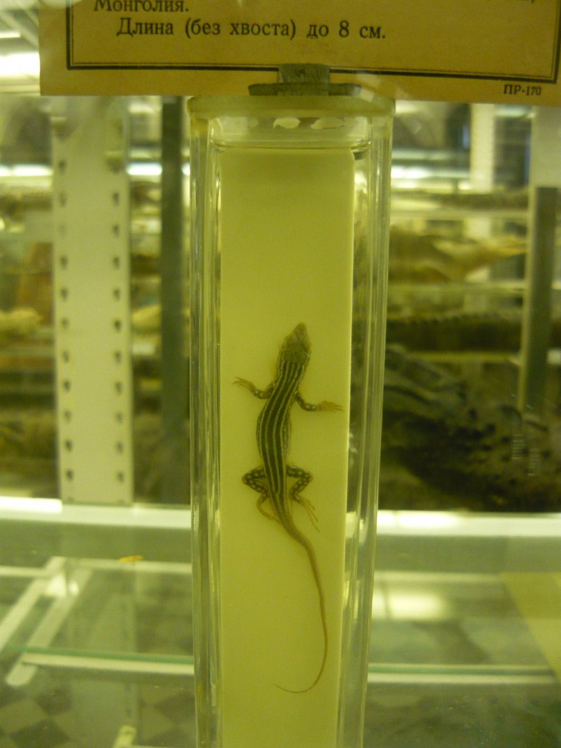 Juvenile Rapid racerunner (Eremias velox)