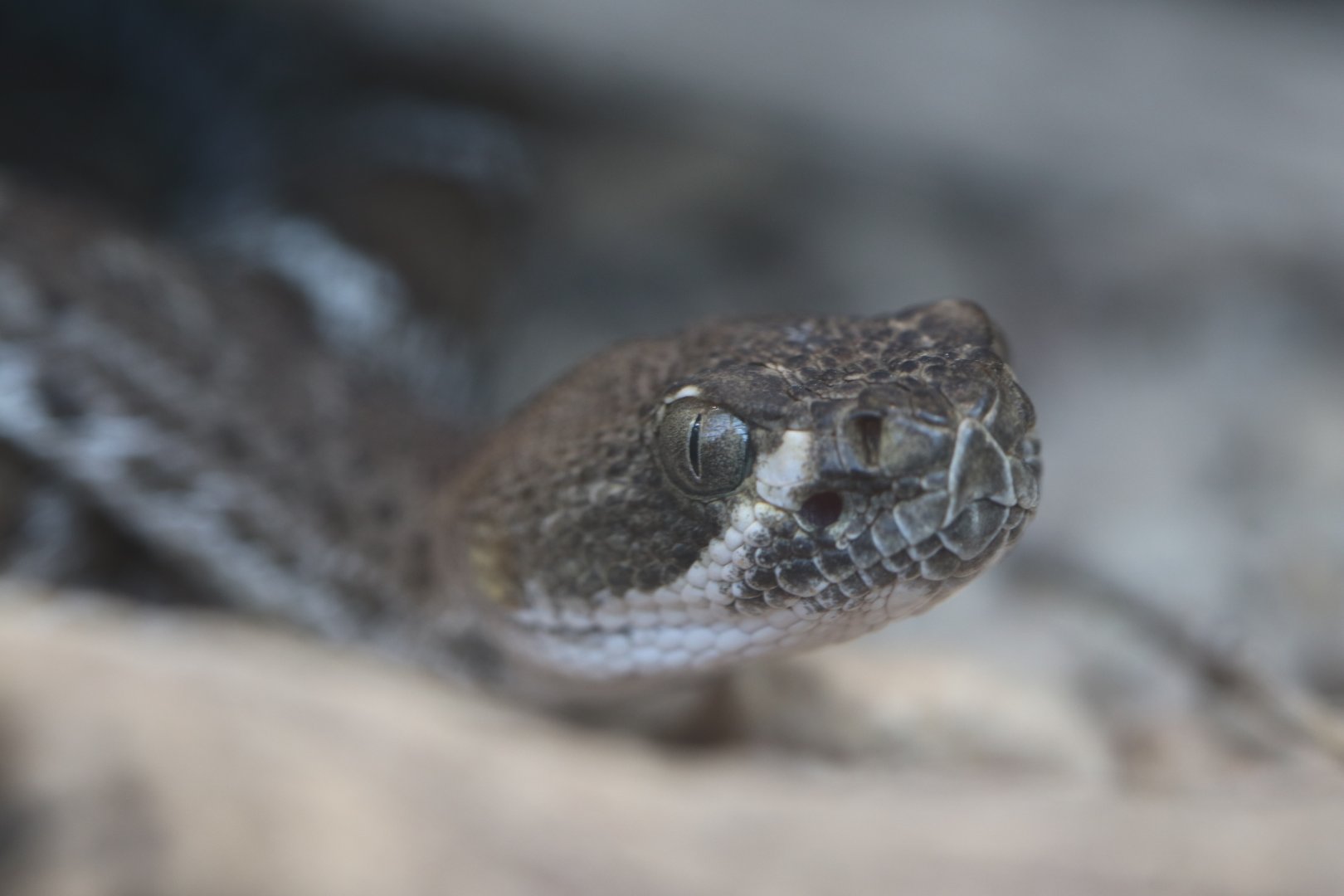 Juvenile rattlesnake