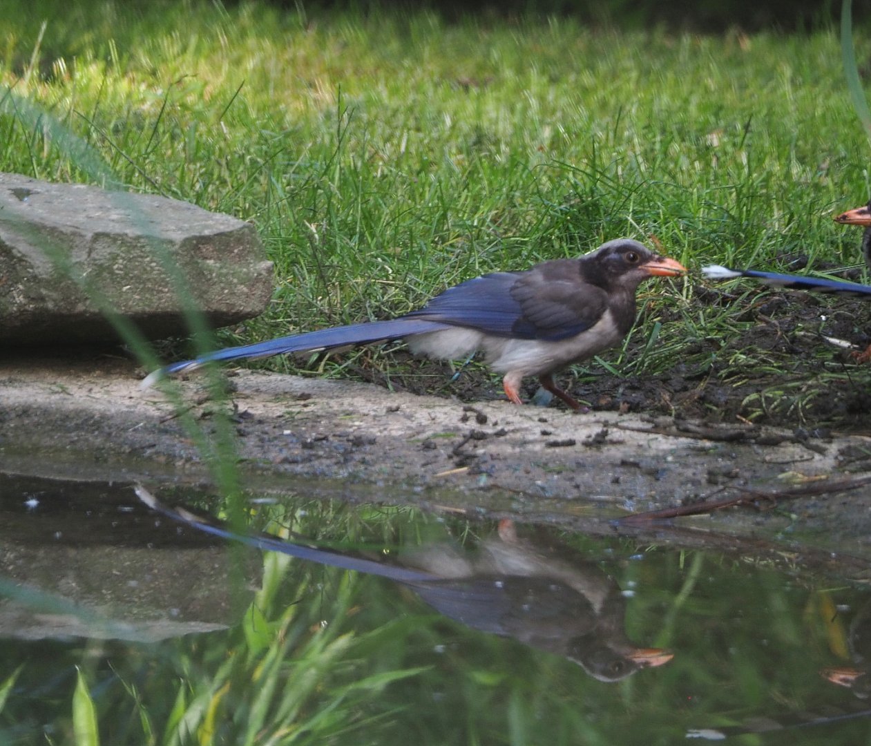 Juvenile Red-billed blue magpie (Urocissa erythroryncha), 2021-07-20