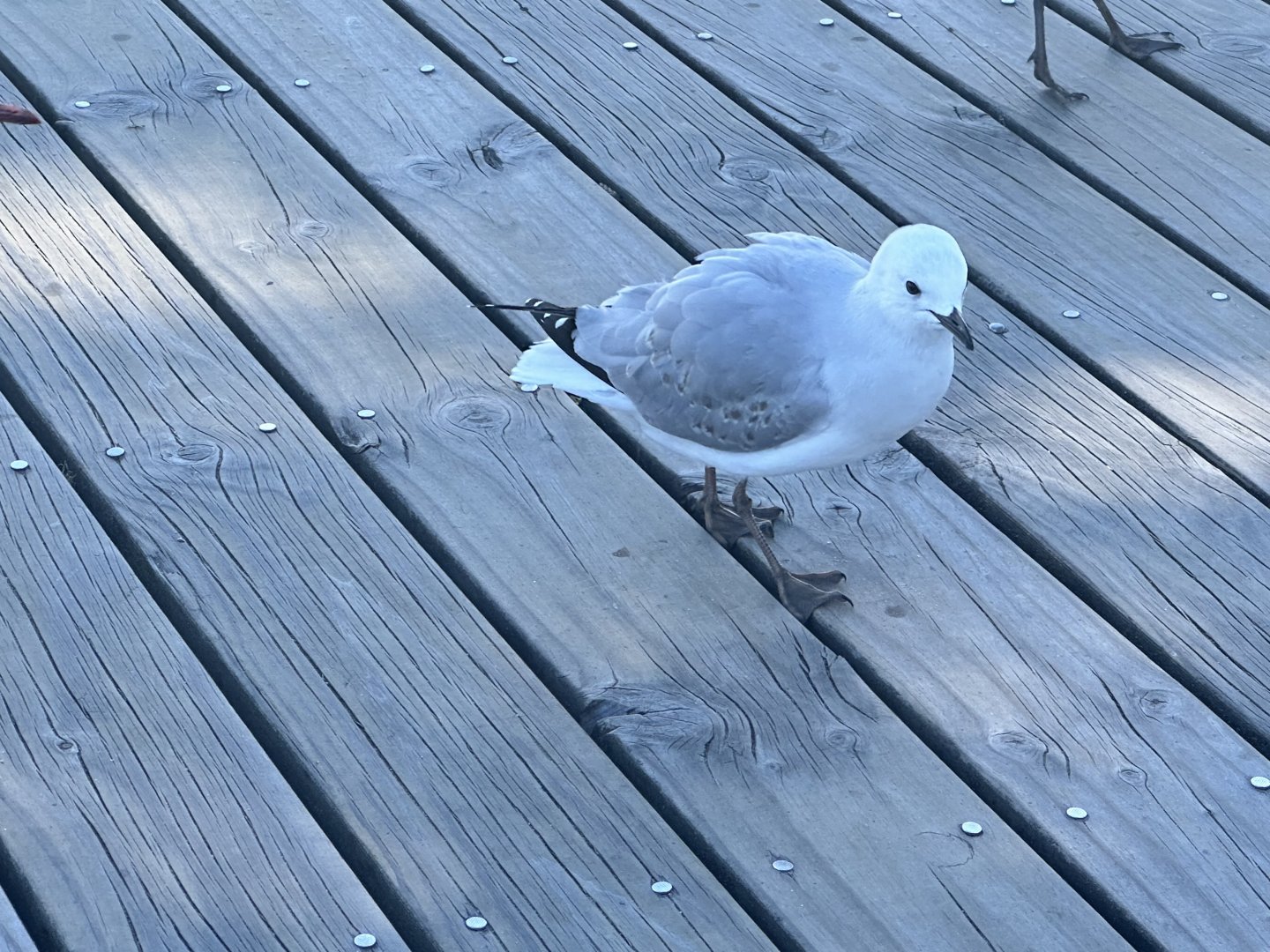 Juvenile Red-billed gull (Chroicocephalus novaehollandiae scopulinus)
