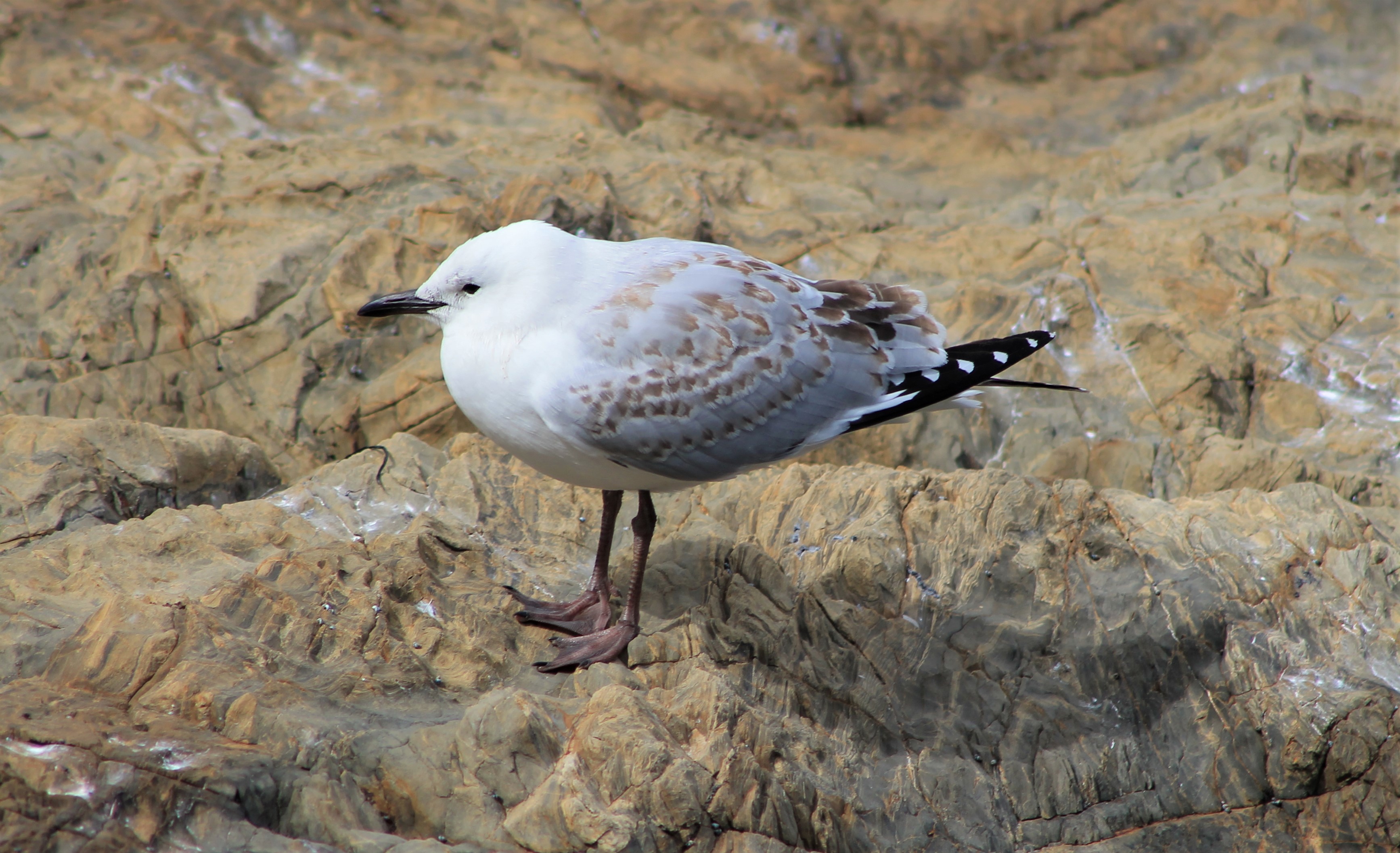 Juvenile Red-billed Gull (Larus novaehollandiae scopulinus)