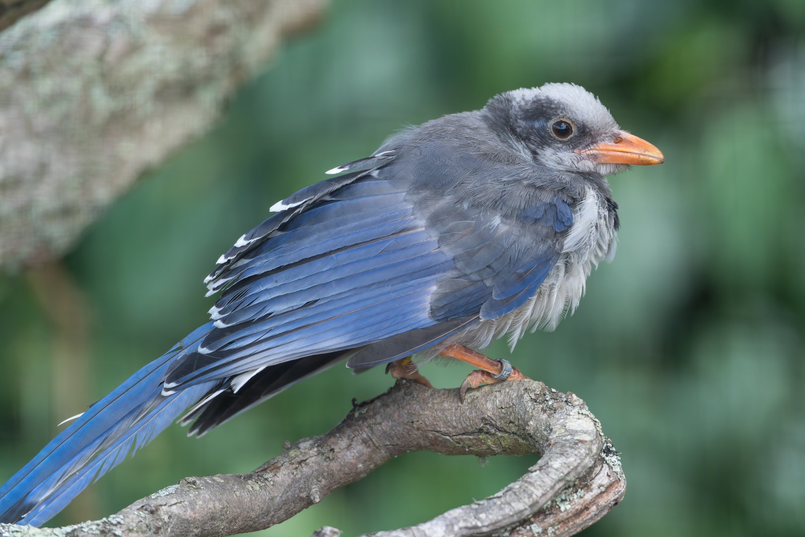 Juvenile Red Billed Magpie, ZSL Whipsnade, UK