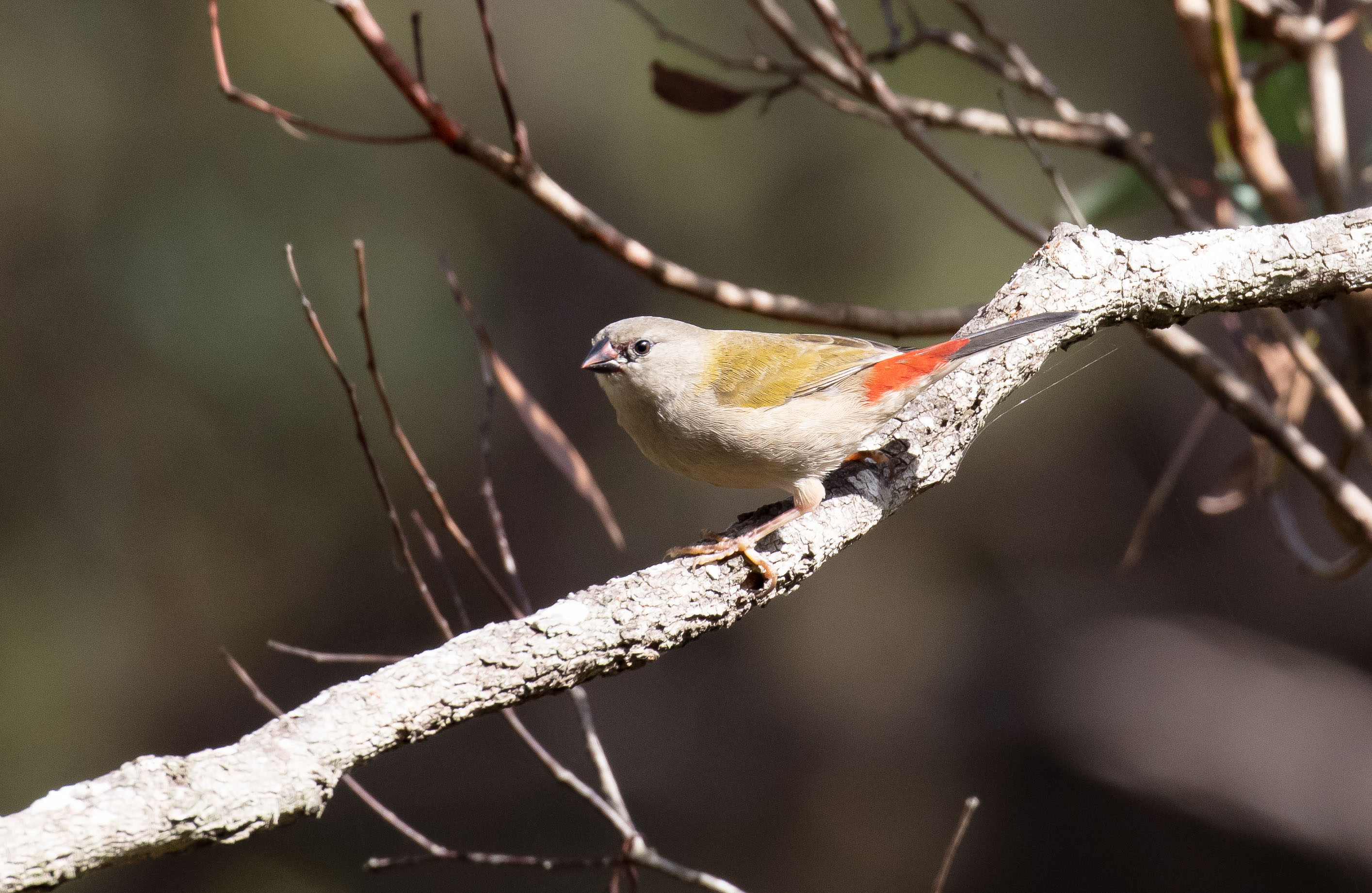 Juvenile Red-browed Finch