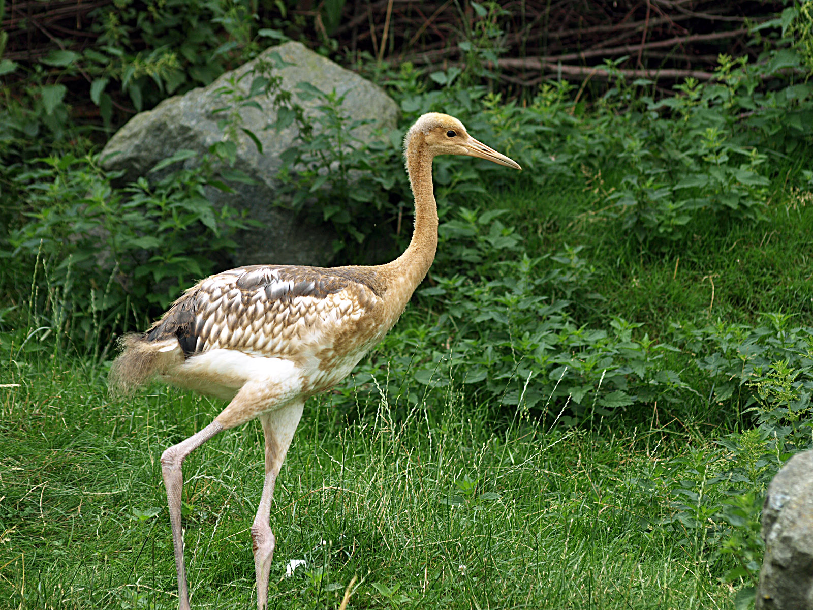 Juvenile Red-crowned crane