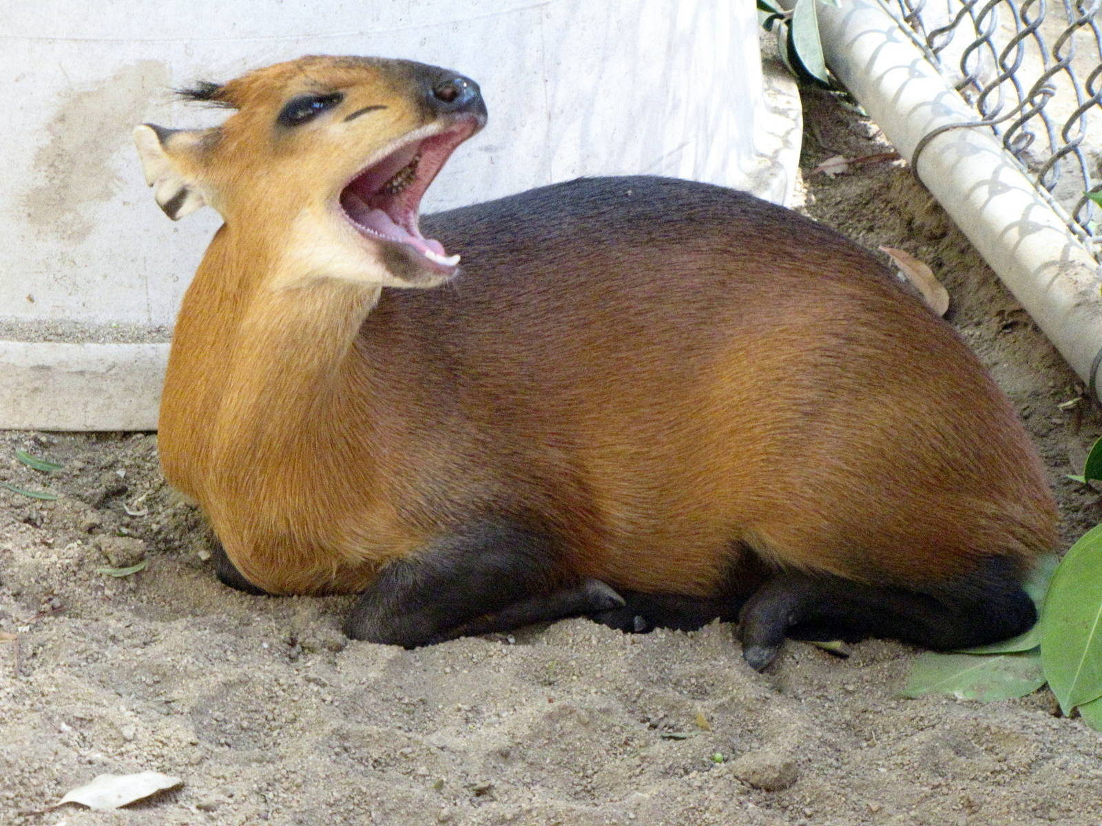 Juvenile Red-flanked Duiker