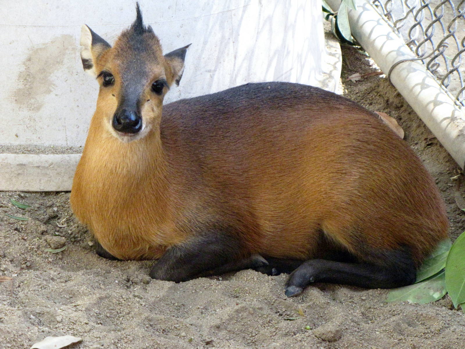 Juvenile Red-flanked Duiker