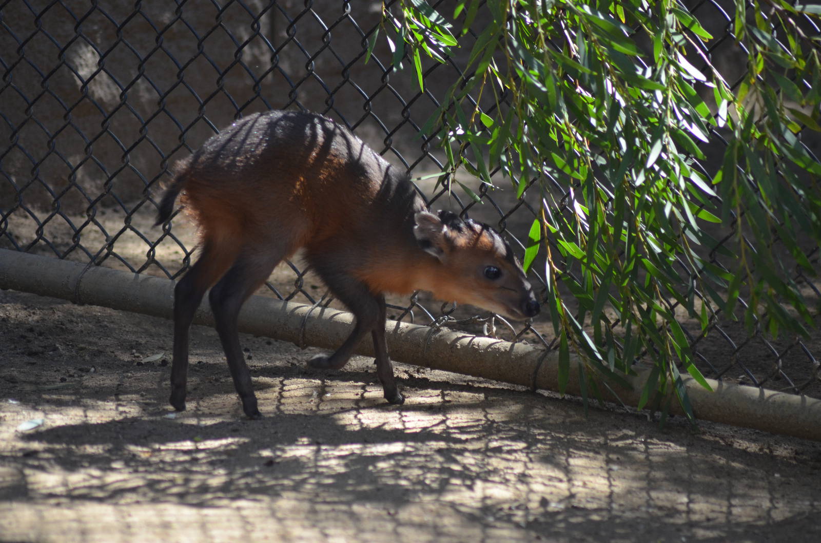 Juvenile Red-flanked Duiker